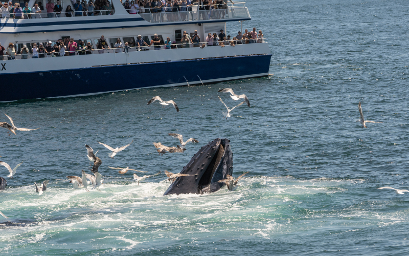 tell-tale-marine-marvels-at-victoria-covered-vessel-whale-watching-excursions-800x500-1696143399.jpg
